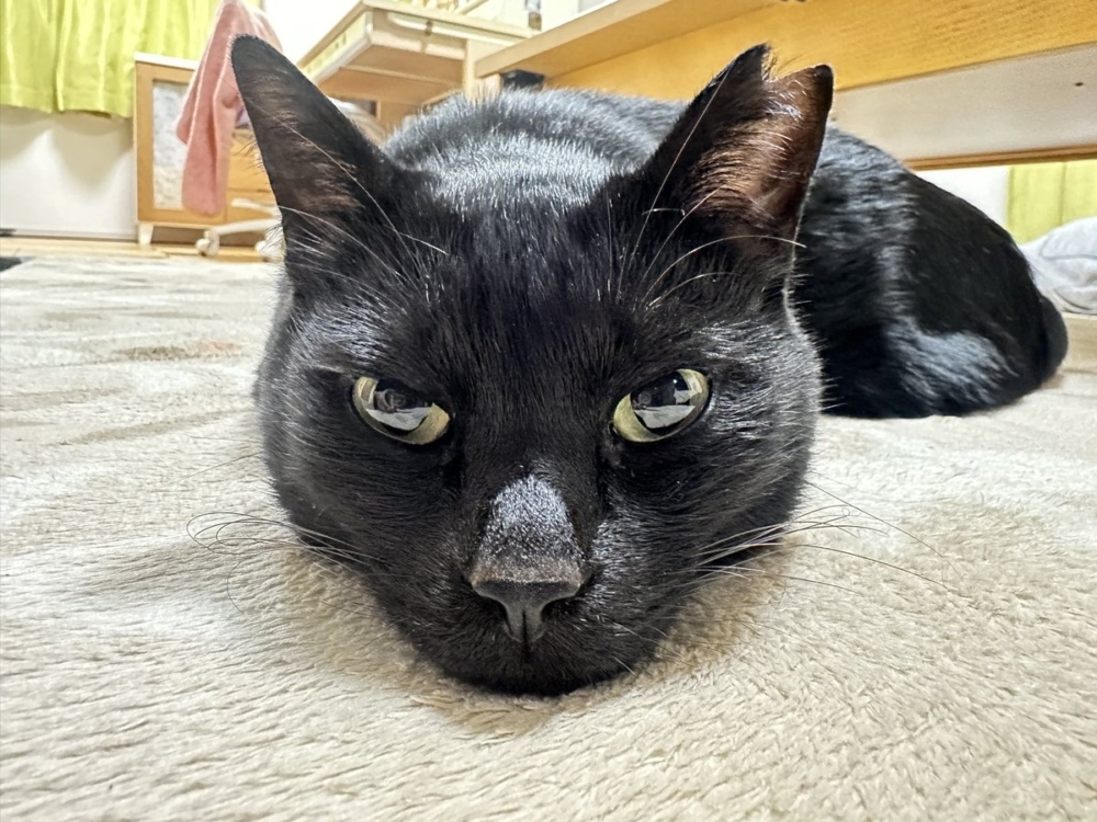 奴才：還是你瞭解我啊