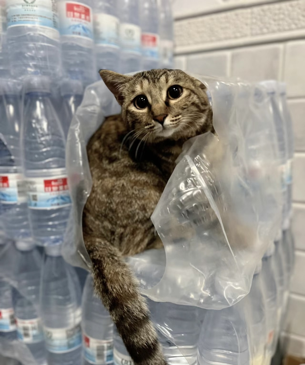 奴才：在家裡哪裡都很安全啦