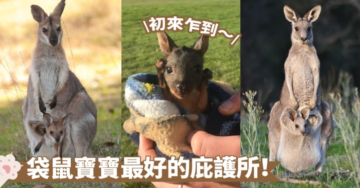 【探索系列】袋鼠的育兒袋：自然界最神奇的孵化場所！牠們住在裡面的時間到底有多長？