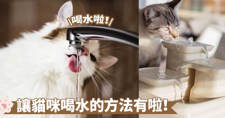 揭秘貓咪的飲水習慣：為何牠們對水缺乏興趣？深入瞭解滿足貓咪飲水需求的重要性！