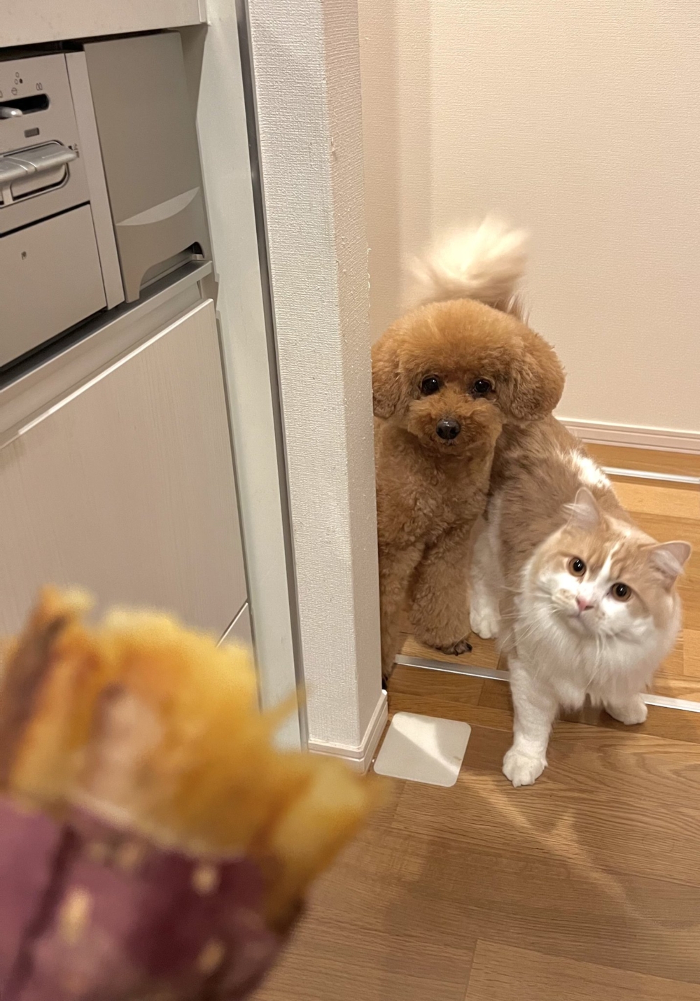 喵:超香囉!怎麼會聞不到