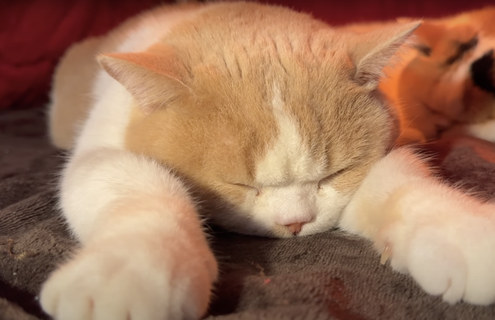 奴才：好可憐喔...（裝的