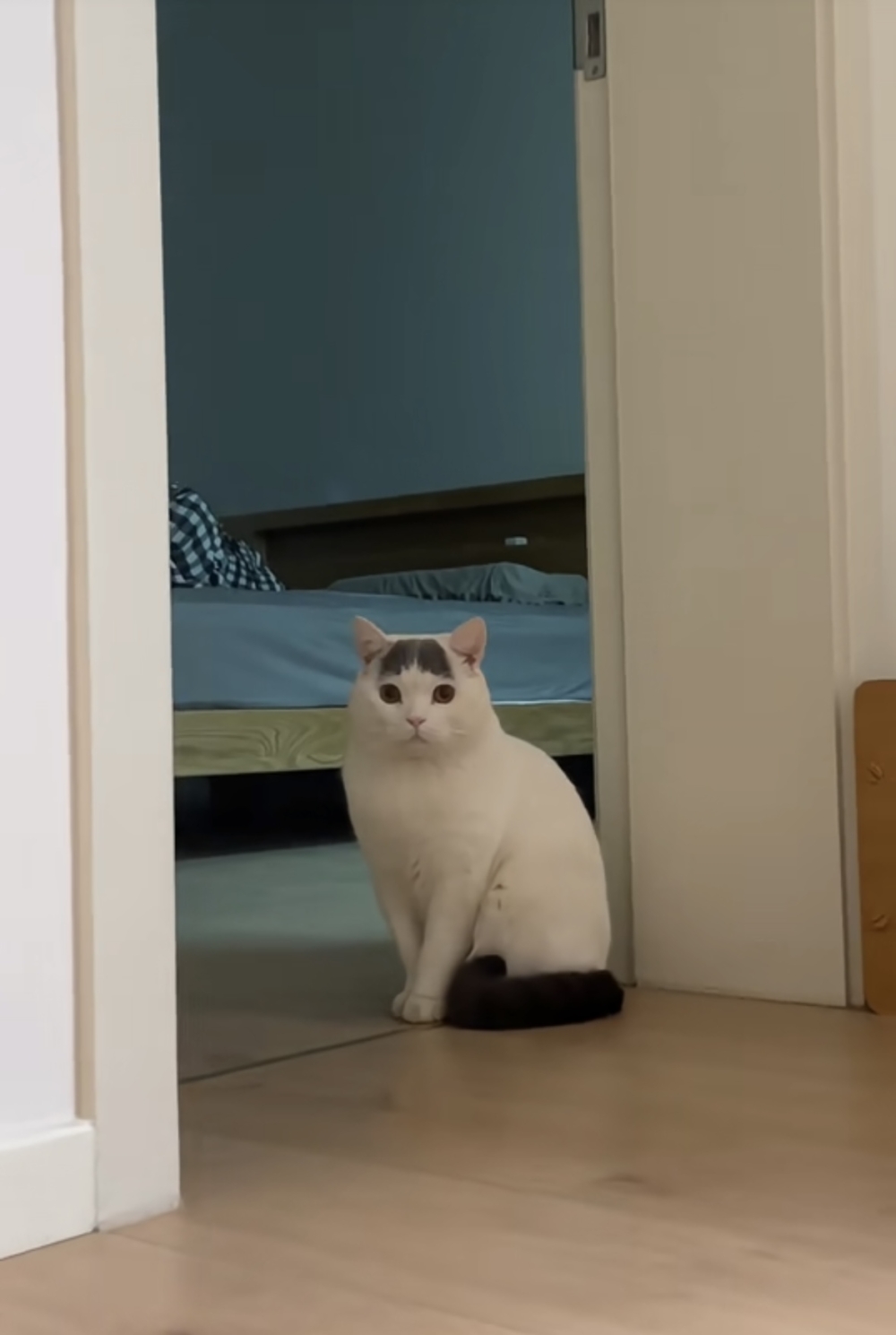 喵：朕該不會是怪咖吧！