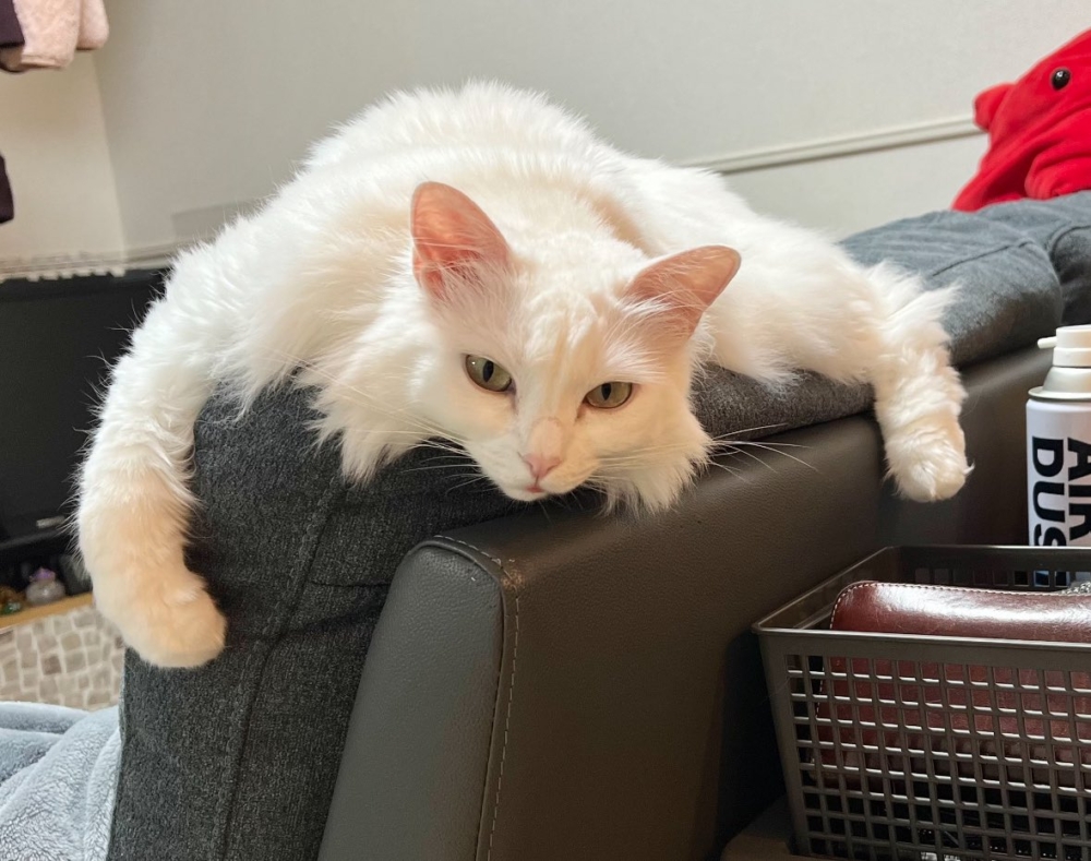 奴才：好吧～這就來摸摸你啦