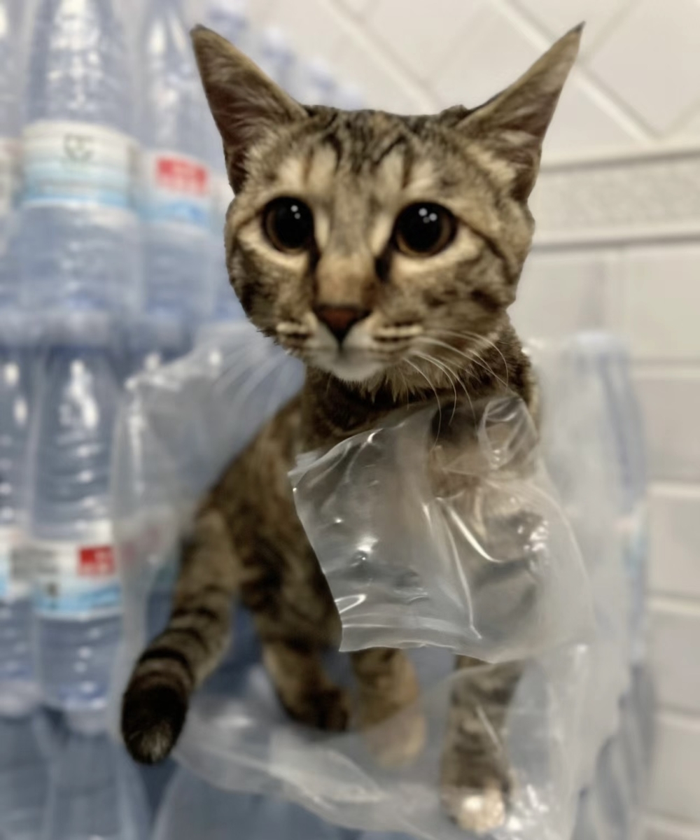 奴才：肯定不是喔