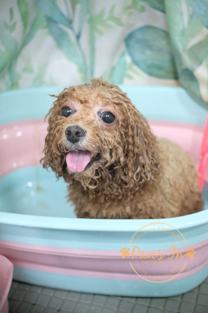 Paws In 提供日式寵物美容服務。