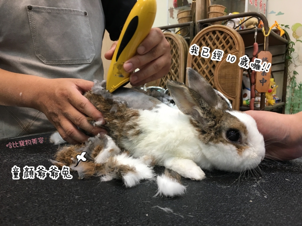 哈比有8年以上的兔子美容經驗。