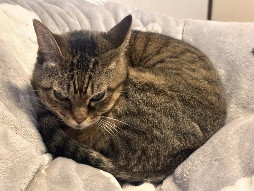 奴才：別擔心，只有我在看啦