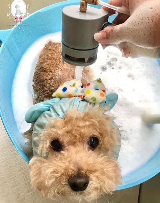 香港首間引入日本高檔一站式寵物時裝用品及人性化水療美容的服務。