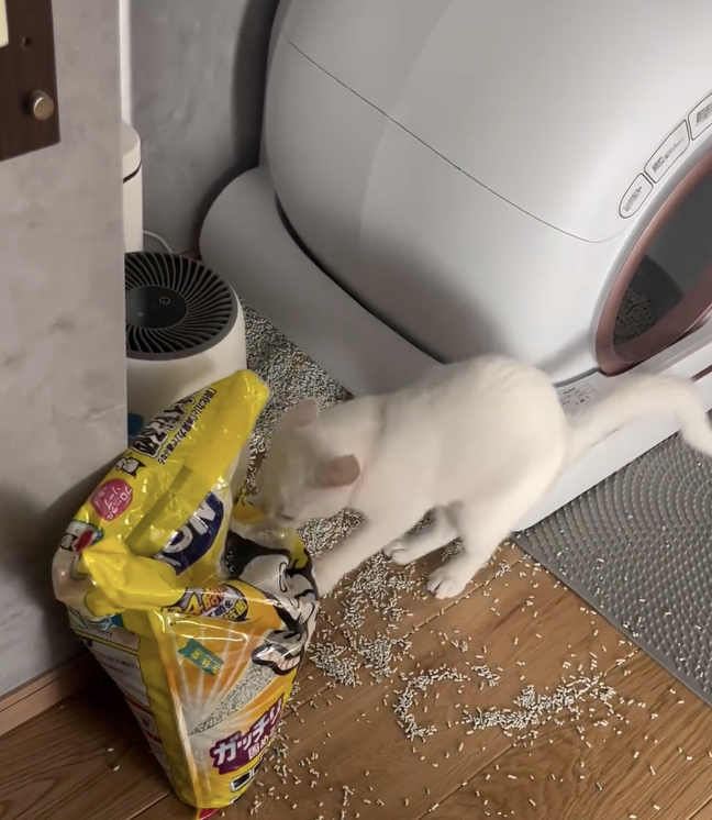 奴才：但你也刨出了很多貓砂囉