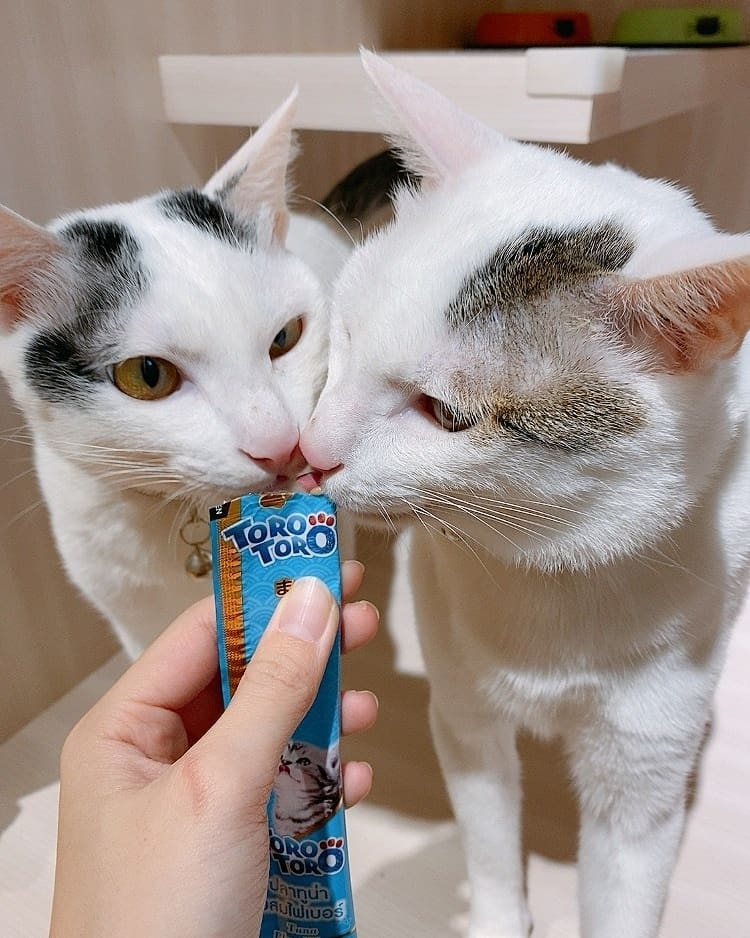 給貓咪們吃零食。