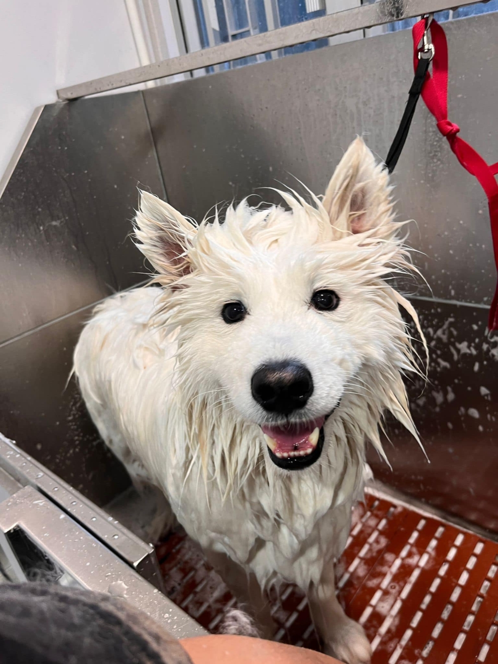 Fluffy Little Things提供按摩、專業的寵物沖涼及美容服務