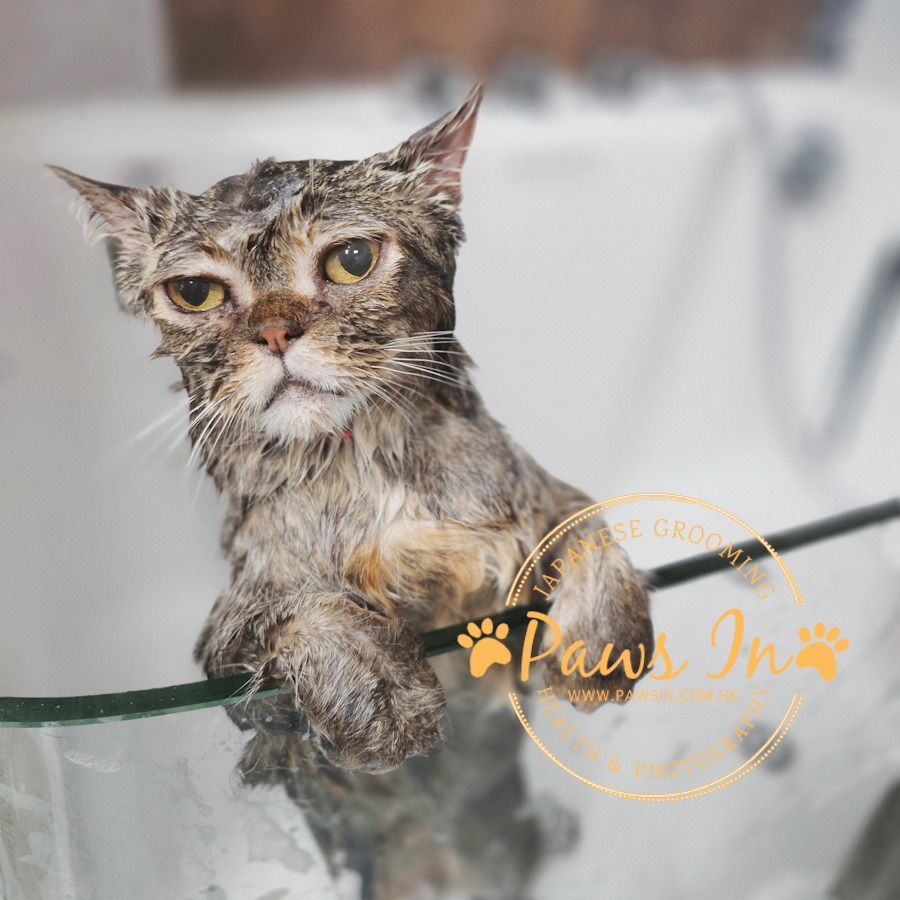 貓貓也要做 Spa。