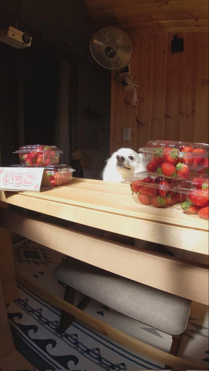 奴才：我在背後給你加油打氣