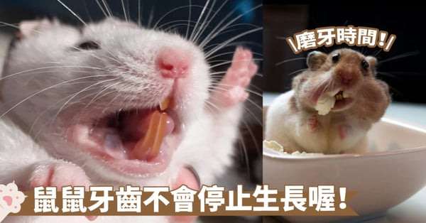 倉鼠牙齒保健小貼士：為什麼磨牙是關鍵？如何確保牠們的口腔健康？