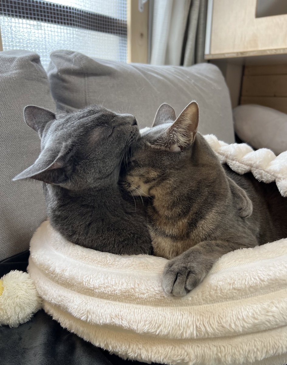 喵弟：確實扮演得很像