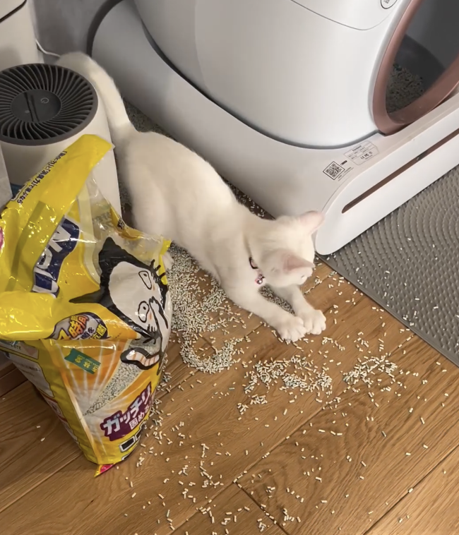 奴才：調皮還真是無所不能啊