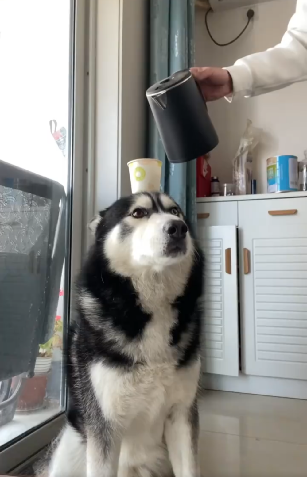 奴才：看來是真的可以喔