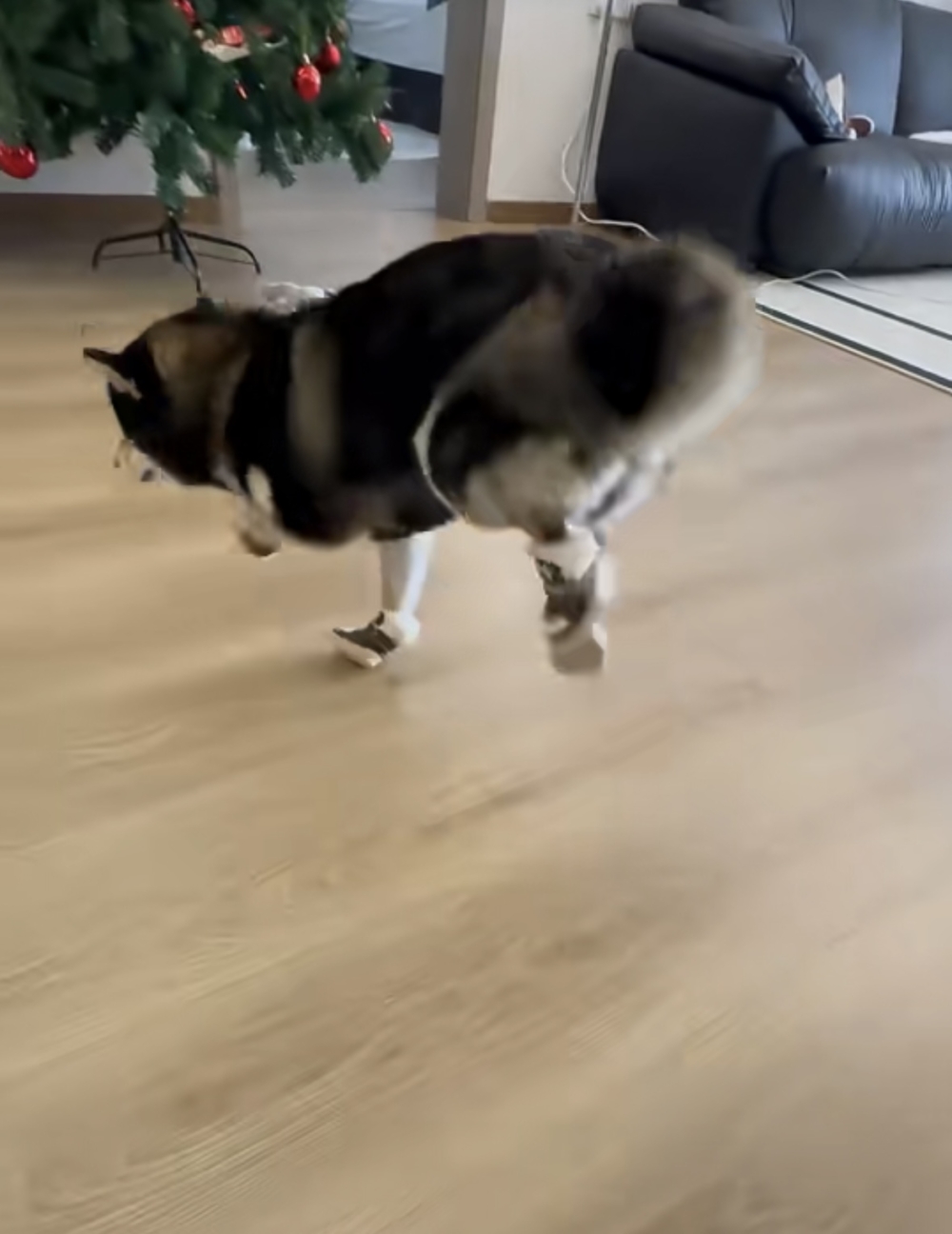 奴才：絕對不是喔