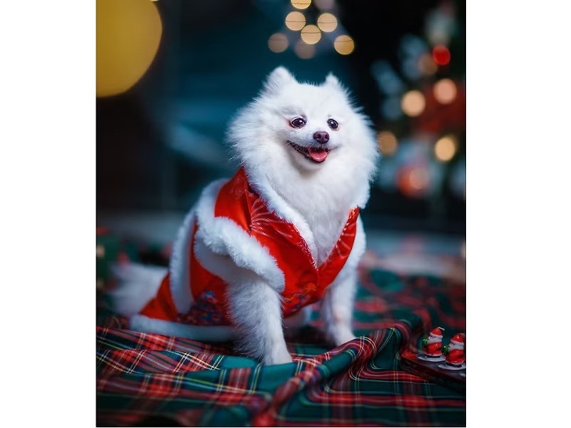 冬日新年唐裝（狗）