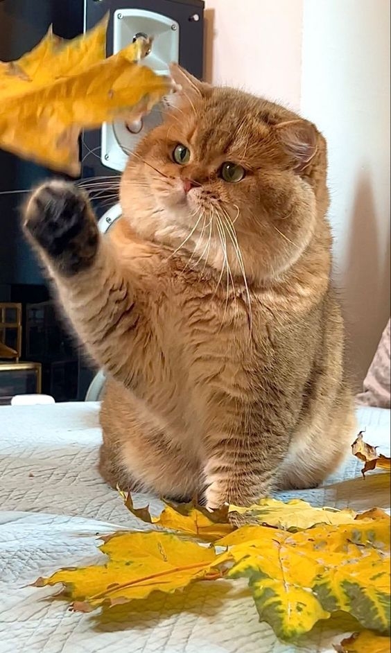 貓咪太肥,要減肥了!