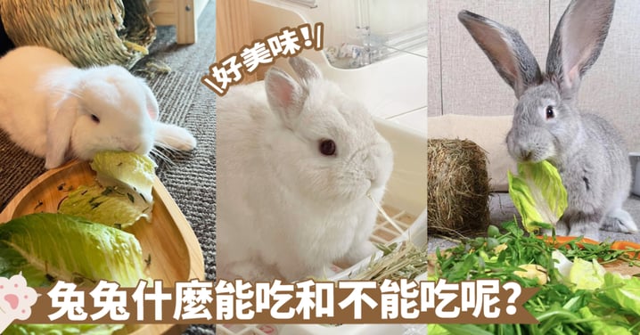 絕對不能讓你的兔子碰觸的食物清單！養兔必知的禁忌食品，切勿輕忽牠們的健康～