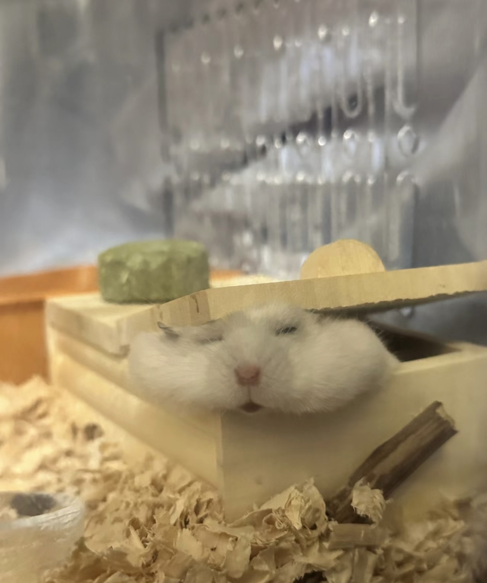 奴才：這一點都不醜囉