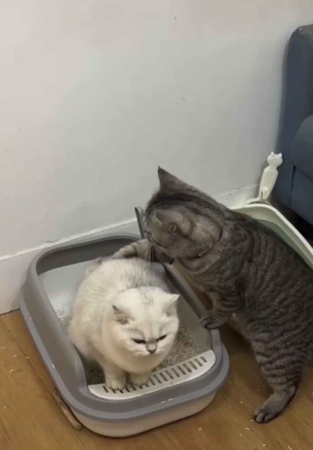 虎斑喵：這樣順一順也拉不出嗎？