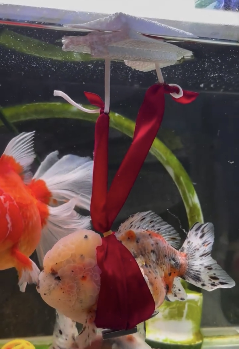 奴才：看來還是有點效果的