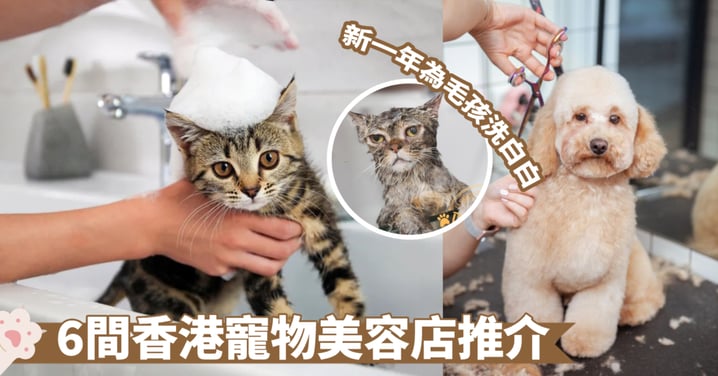 【寵物美容】6間香港寵物美容店推介！有一站式「人寵共融」、日托服務等 貓狗最愛！