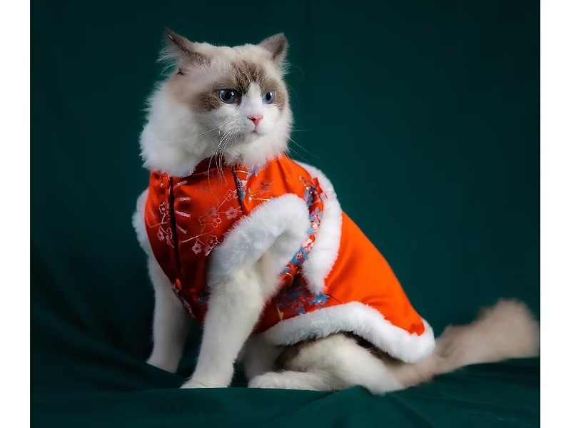 冬日新年唐裝（貓）