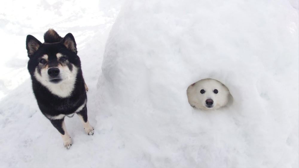 奴才：小小心意，還喜歡嗎