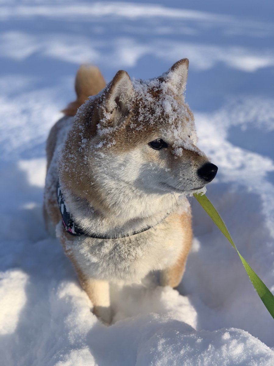 奴才：動起來了肯定很暖和囉