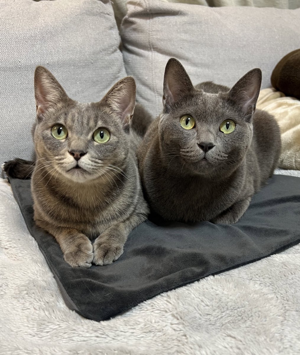 喵姐：過獎了！