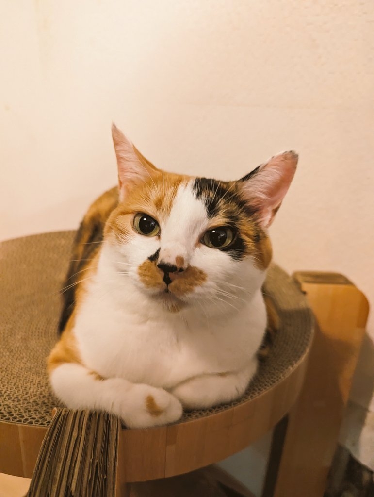 奴才.....（默默擔心...........