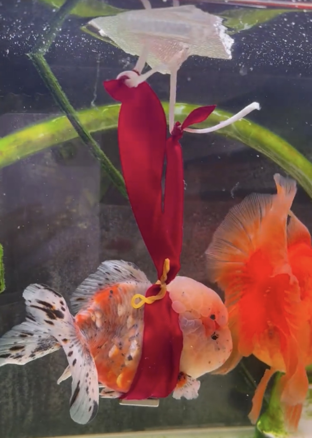 奴才：嚇死人了