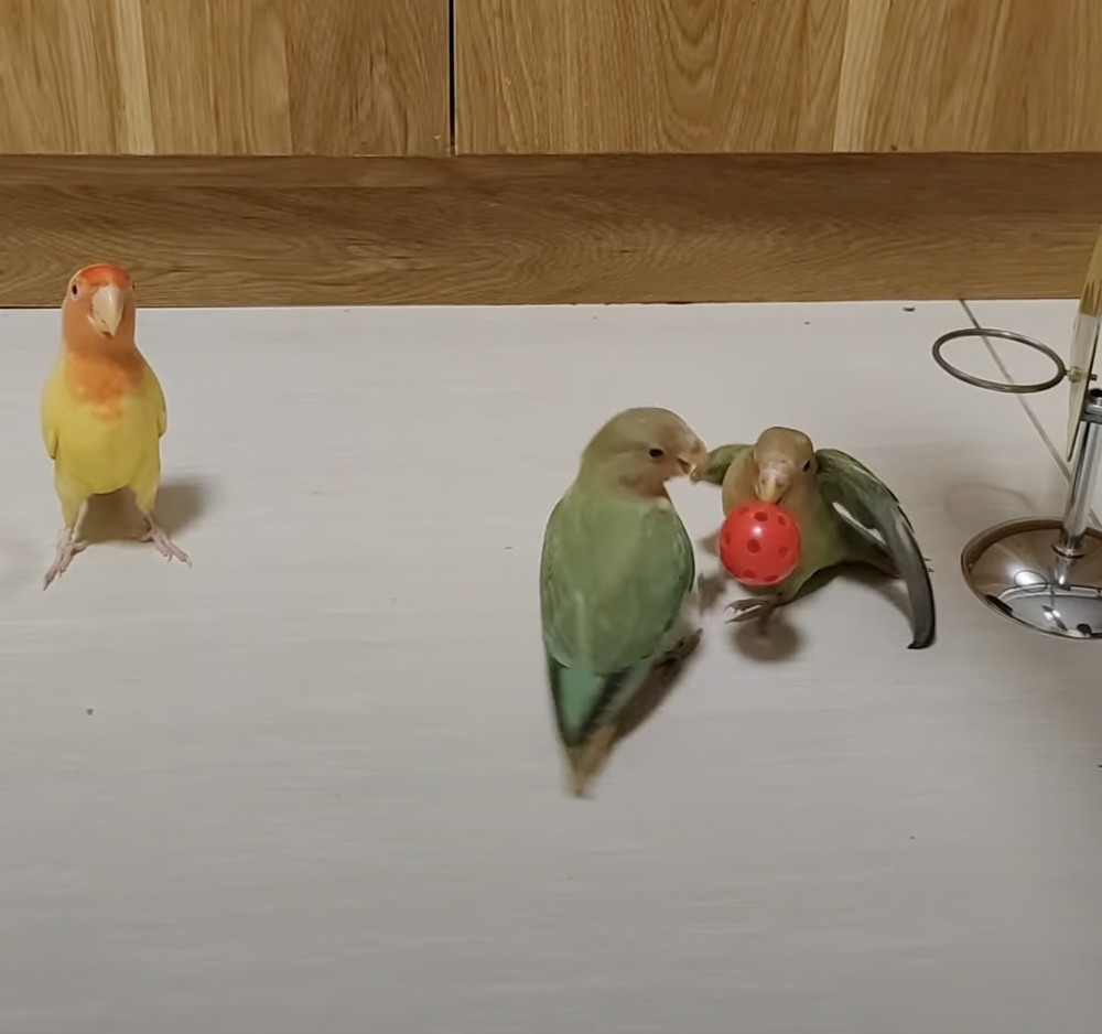 奴才：好吧！開心就好