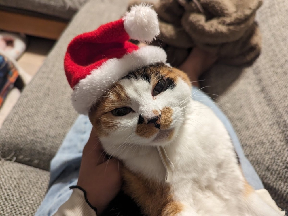 奴才：你最好不要真的掉下來喔