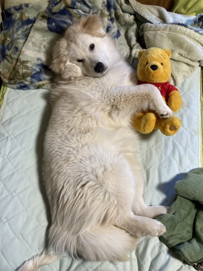 奴才：好棒的想法