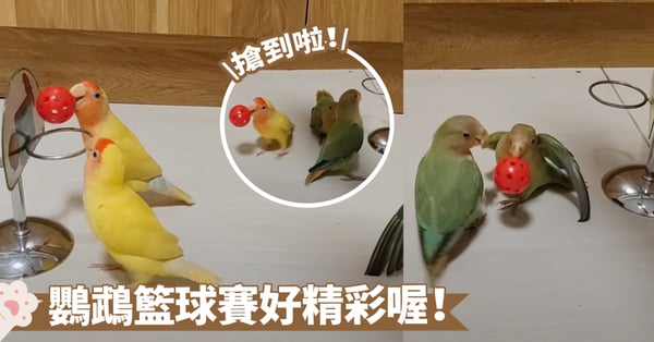 縮小版的籃球比賽！鸚鵡輪番上陣，搶球、投籃根本不在話下～究竟誰才是最終MVP呢？