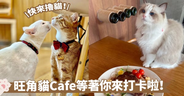 【香港貓Cafe】探索旺角的貓咪天堂～5家超受歡迎的貓咪Cafe，一同沉浸在可愛與咖啡的雙重樂趣中吧！