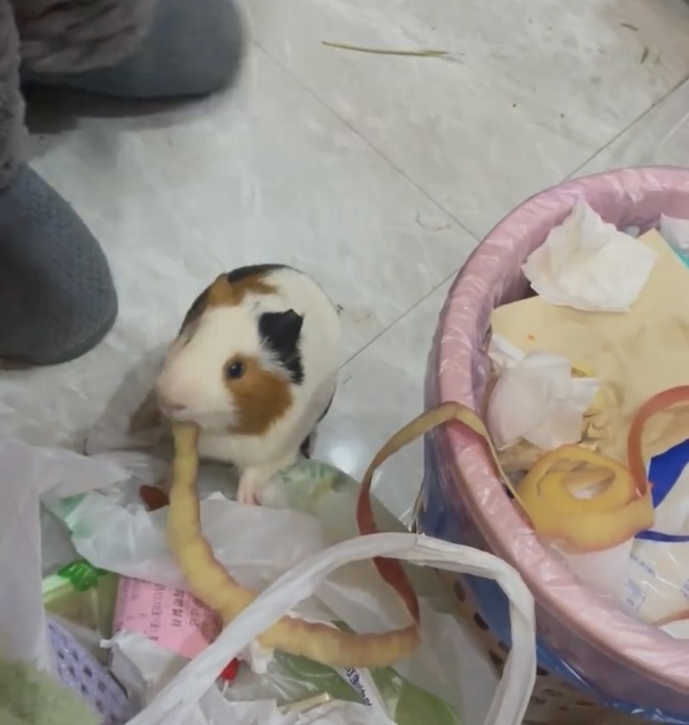 奴才:果肉更好吃啊