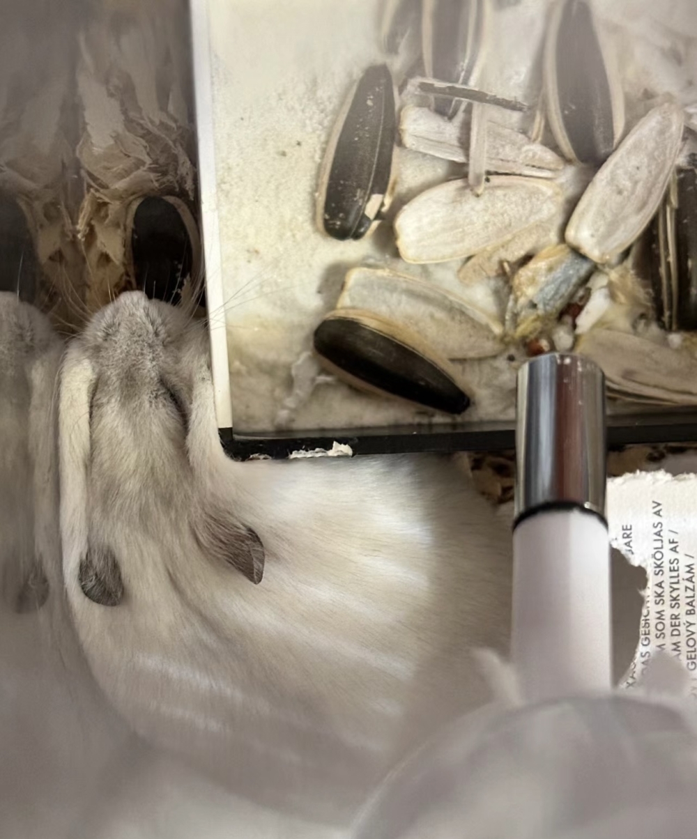 奴才：你那麼霸道的嗎？