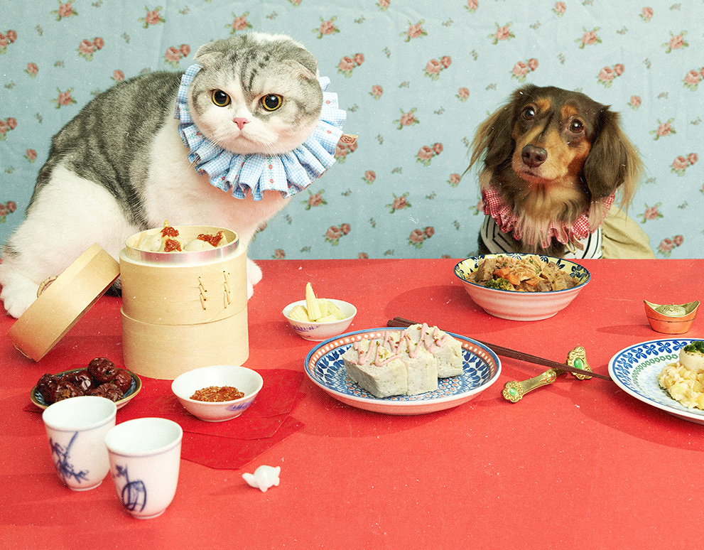 新年快到了，買寵物新年禮盒讓毛孩一起過年吧！