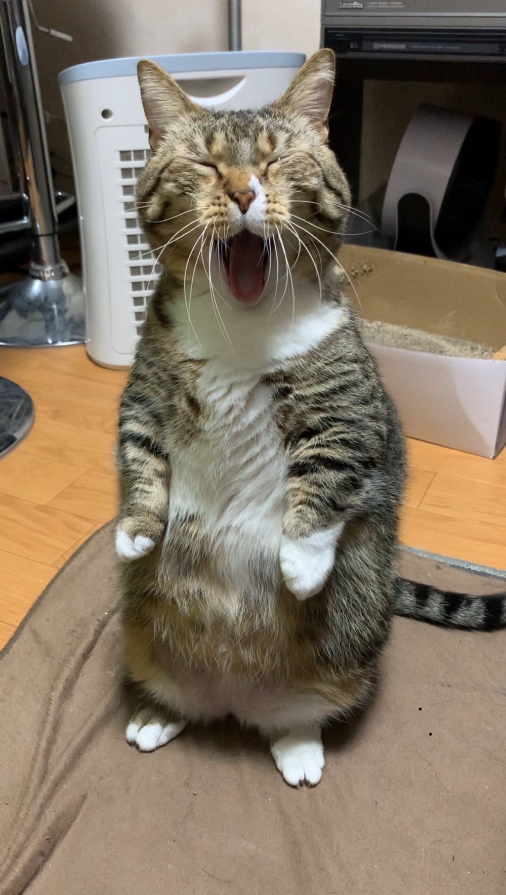 奴才:你要自信一點啊