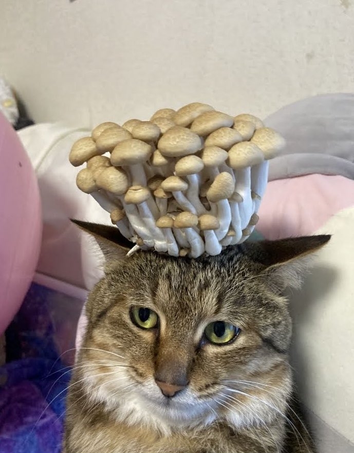 奴才：這樣蠻可愛的捏