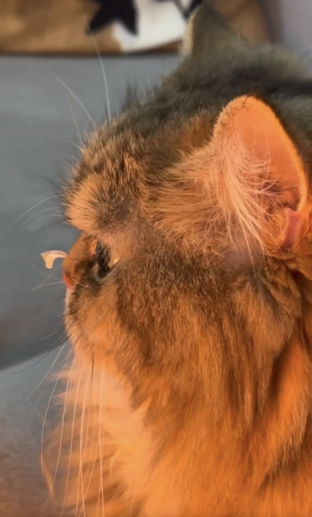 奴才：對方肯定也傷得不淺啦