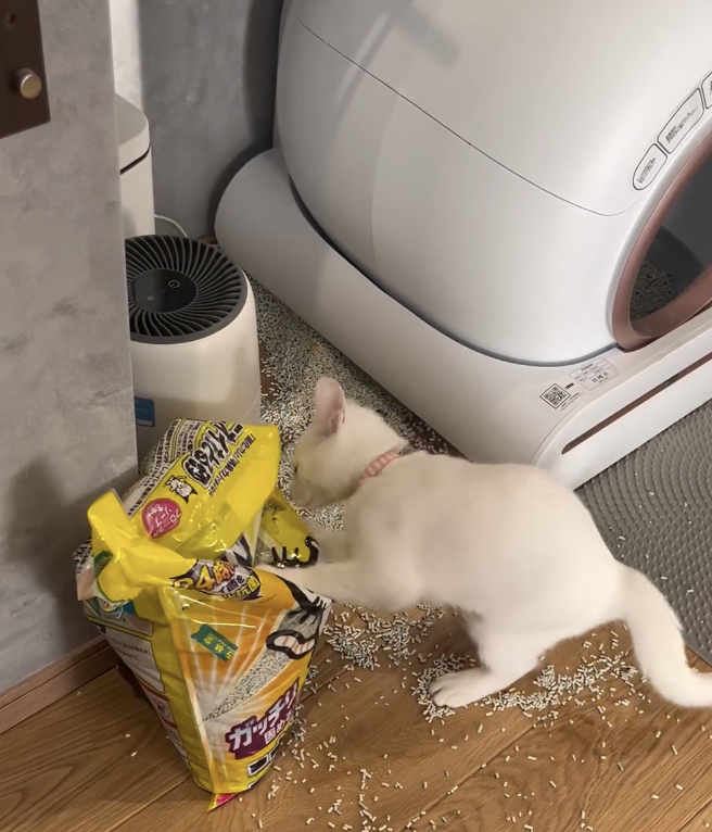 奴才：你別真把便便高裡頭喔