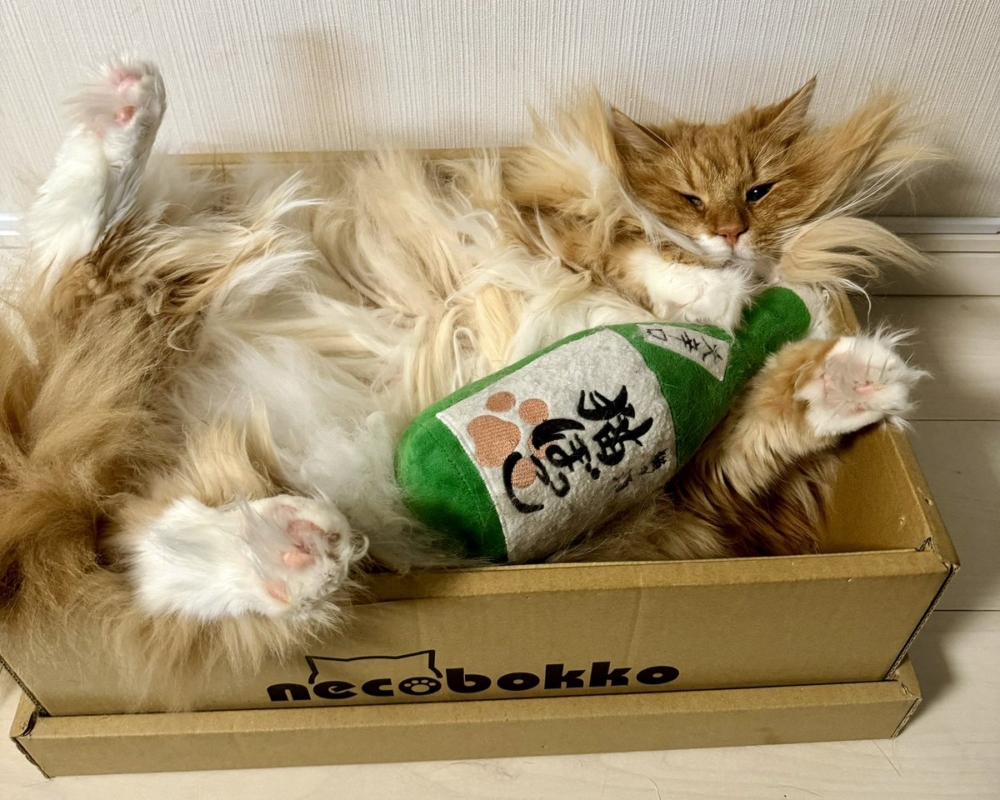 奴才：不好意思啦