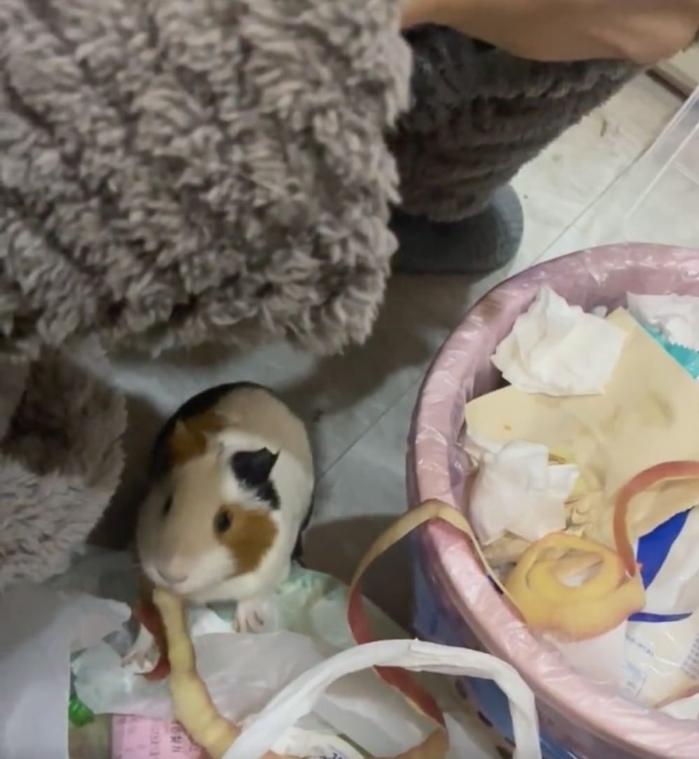 奴才:哎呦~怎麼吃皮啊?